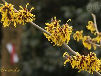 Hamamelis Amanda 2015 02 07 3215